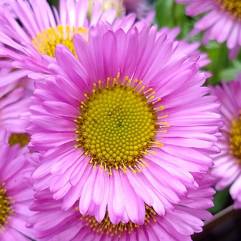 Erigeron glaucus Sea Breeze - Vergerette glauque (Floraison)