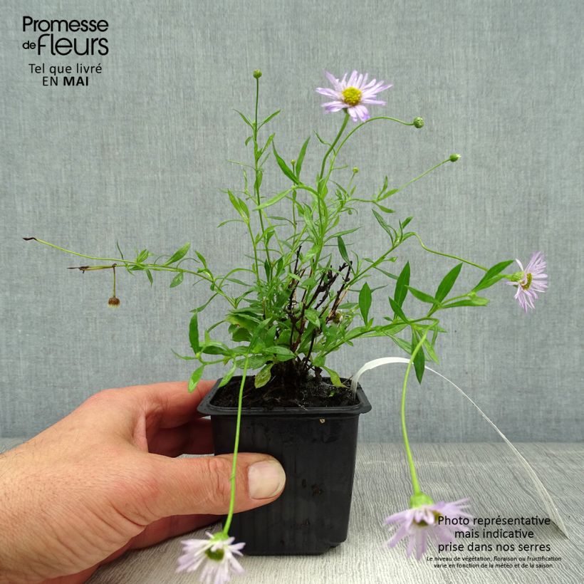 Spécimen de Erigeron karvinskianus Lavender Lady - Vergerette Godet de 8/9 cm tel que livré au printemps