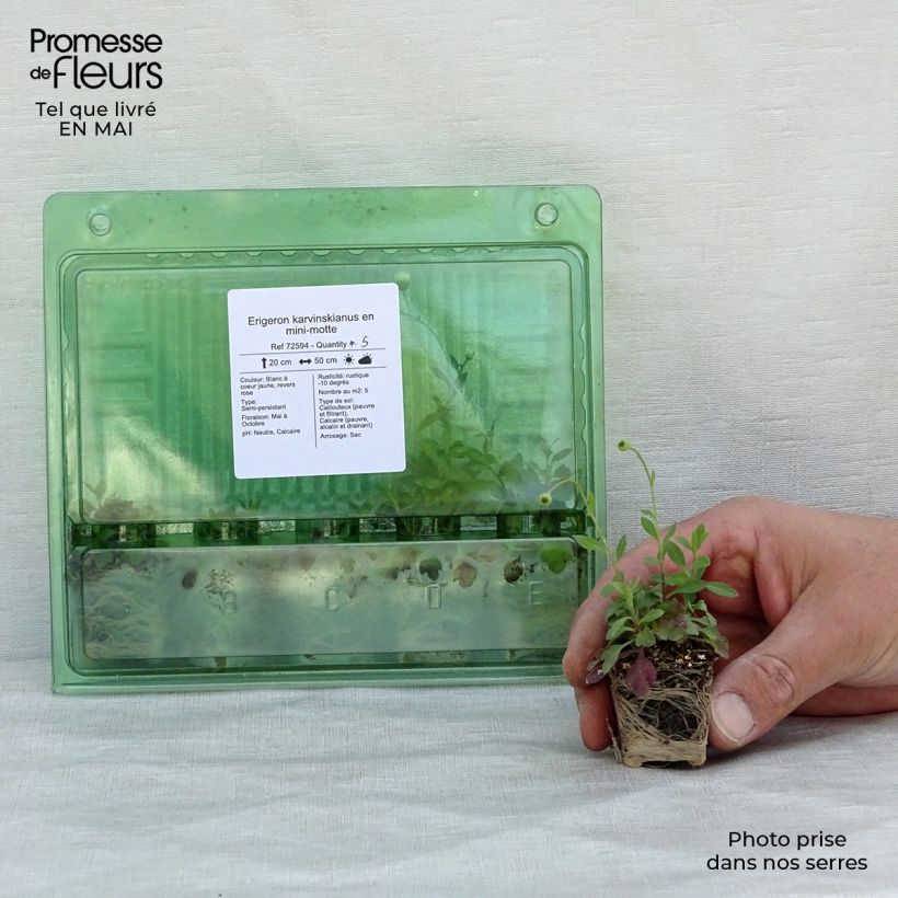 Example of Erigeron karvinskianus - Vergerette Mini-motte Ø 3/4 cm as you get in printemps