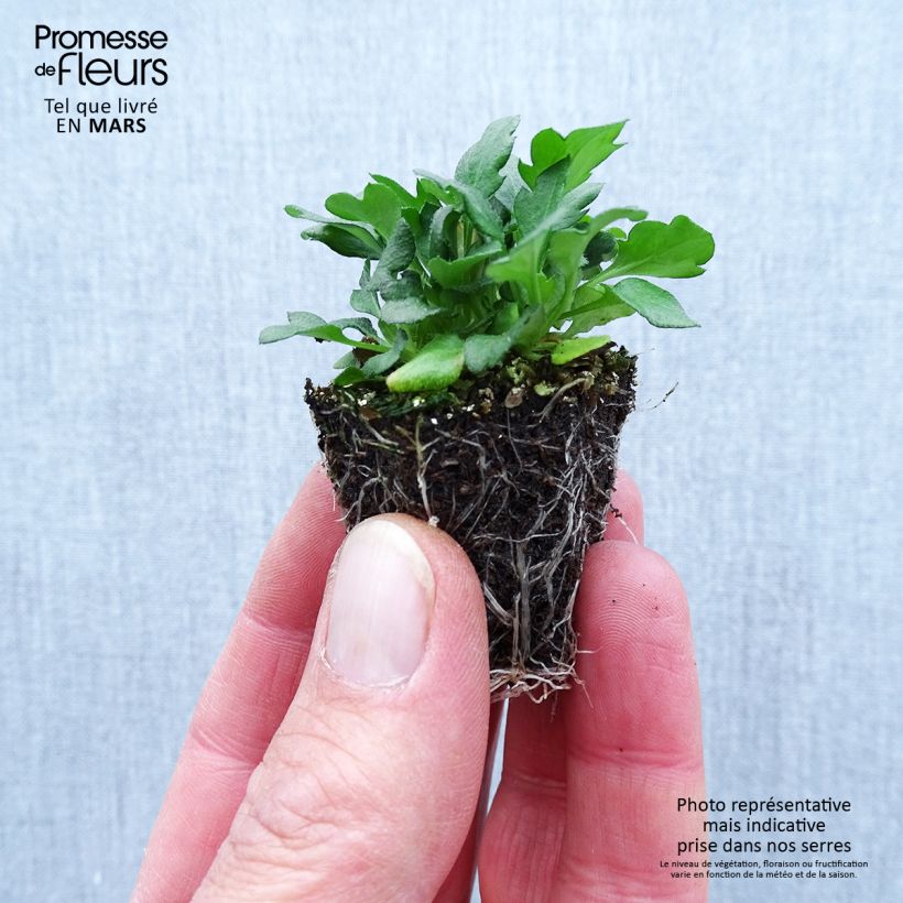 Example of Erigeron karvinskianus - Vergerette Jardimotte : motte 3,8 cm x 3,2 cm en plaque de culture par 16 as you get in printemps