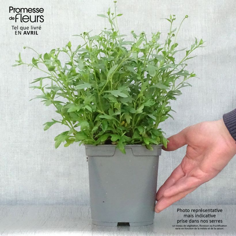 Example of Erigeron karvinskianus - Vergerette Pot de 2L/3L as you get in printemps