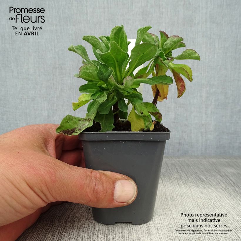 Spécimen de Erigeron leiomerus, Vergerette Godet de 7/8 cm tel que livré au printemps