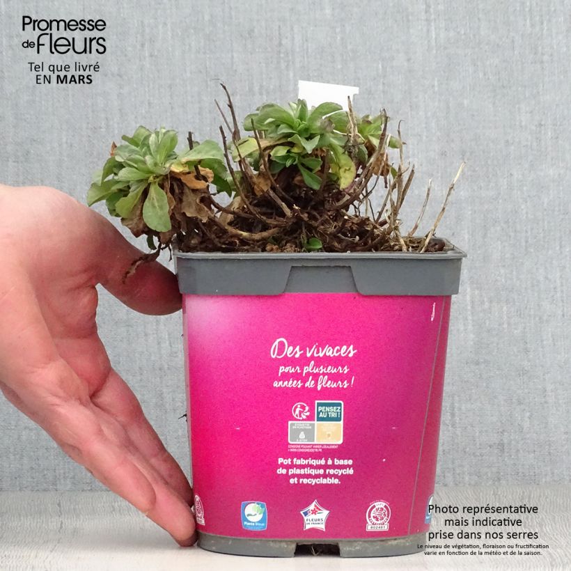 Spécimen de Erigeron leiomerus, Vergerette Pot de 2L/3L tel que livré au printemps