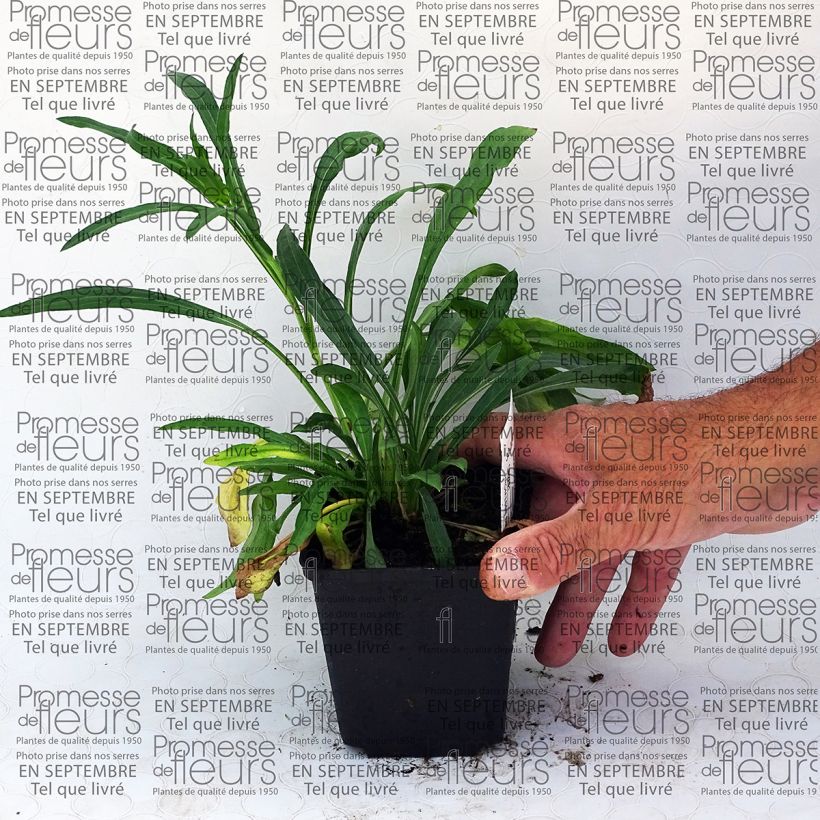 Exemple de spécimen de Erigeron speciosus Grandiflorus - Vergerette Godet de 8/9 cm tel que livré