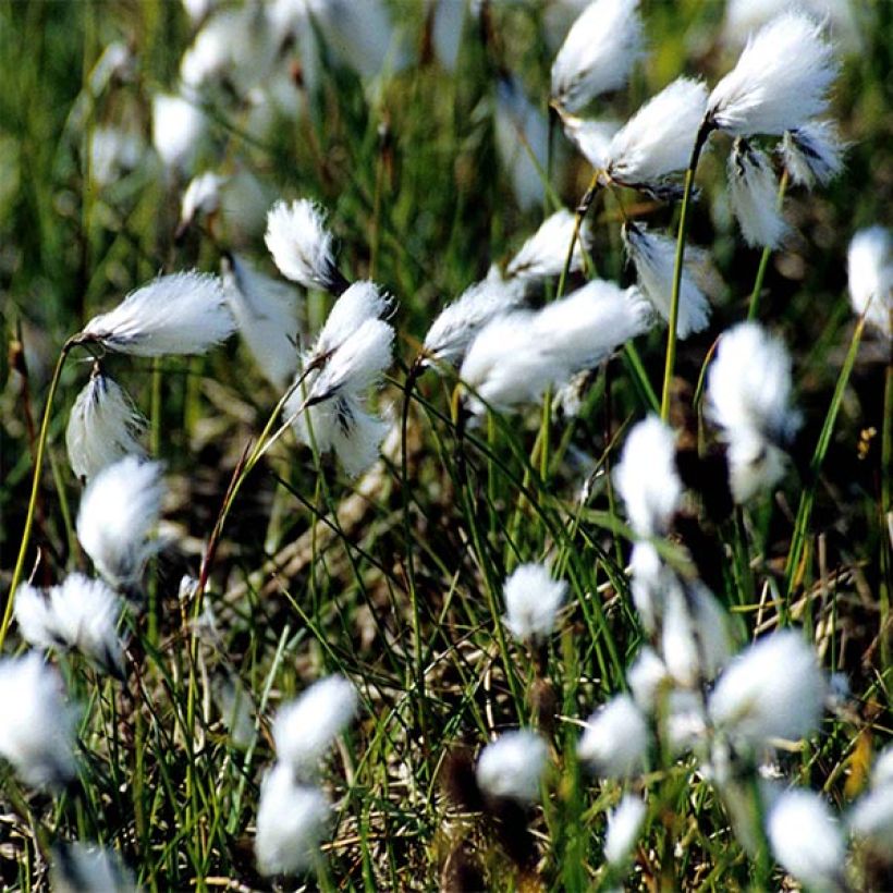 Eriophorum angustifolium - Linaigrette à feuilles étroites (Flowering)
