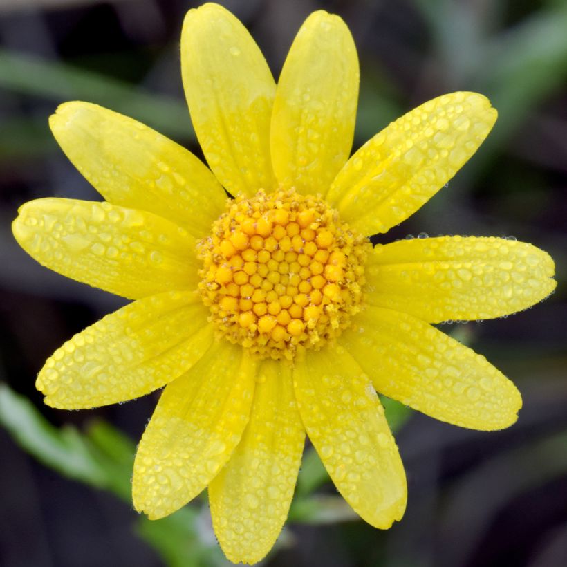 Eriophyllum lanatum Pointe (Floraison)