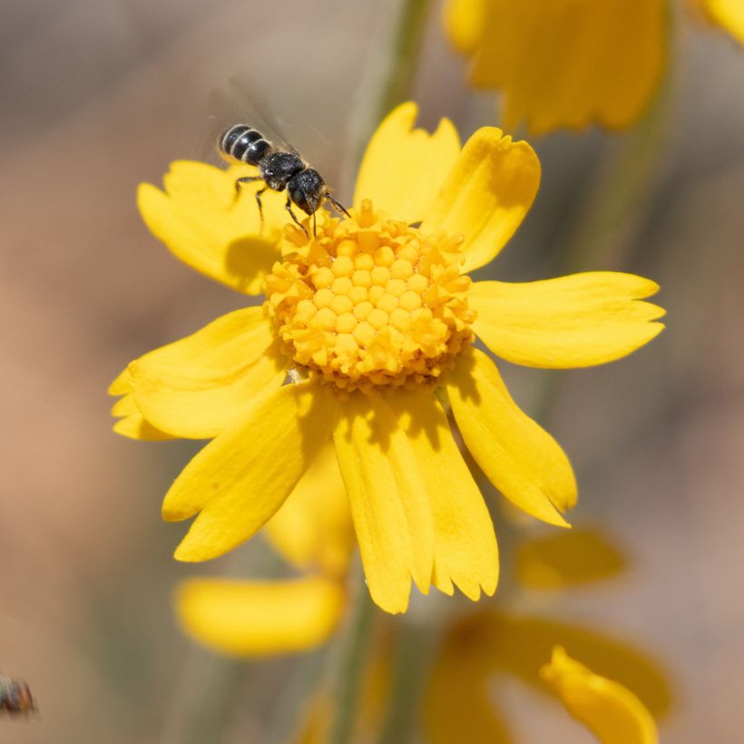 Eriophyllum lanatum ssp. arachnoideum (Floraison)
