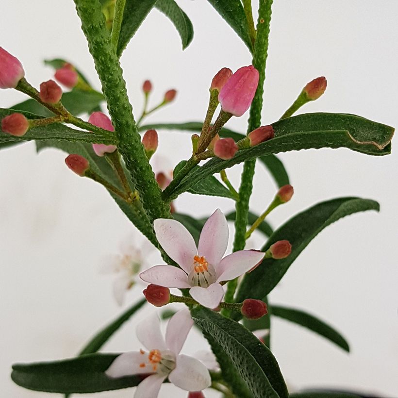 Eriostemon myoporoides Flower Girl Pink - Philotheca (Floraison)