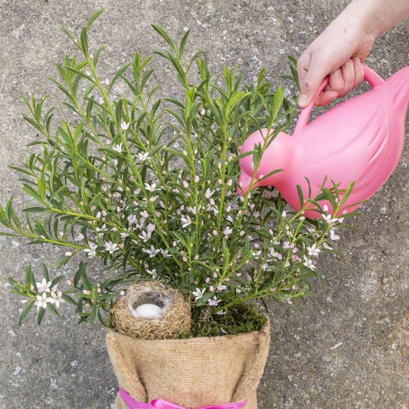 Eriostemon myoporoides Flower Girl Pink - Philotheca (Port)
