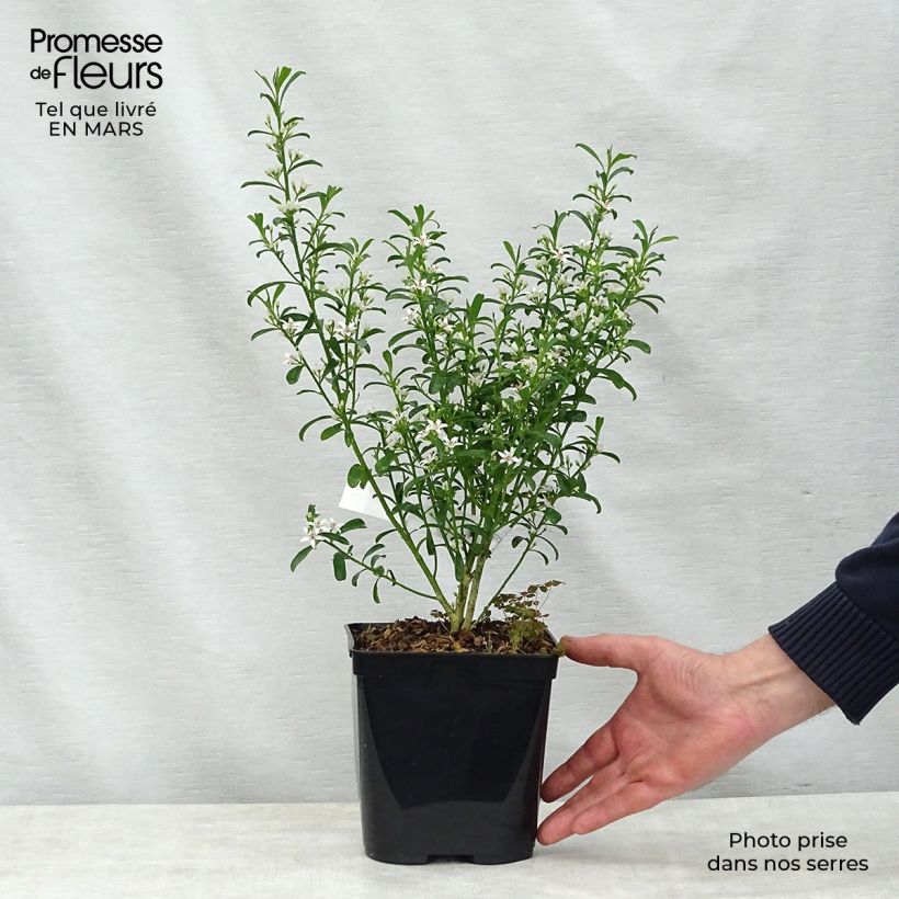 Spécimen de Eriostemon myoporoides - Philotheca Pot de 3L/4L tel que livré au printemps