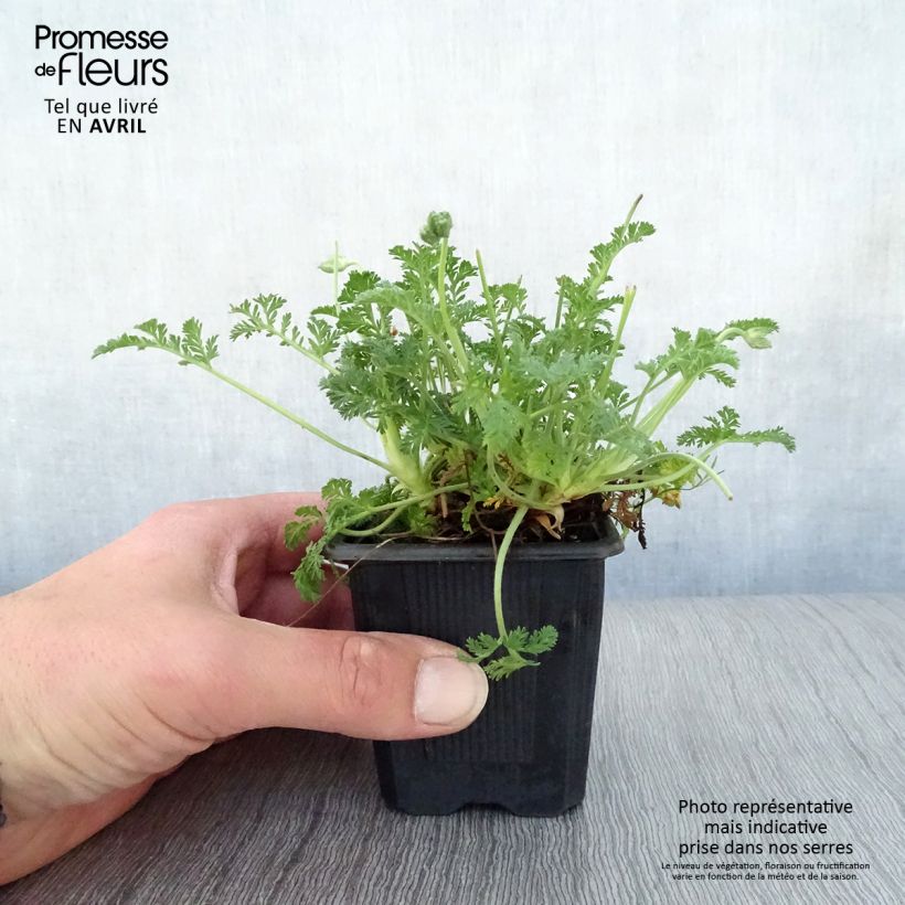 Spécimen de Erodium Stephanie - Bec de héron Godet de 8/9 cm tel que livré au printemps