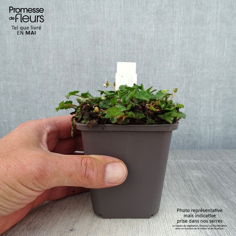 Spécimen de Erodium variabile Album - Bec de héron Godet de 8/9 cm tel que livré au printemps