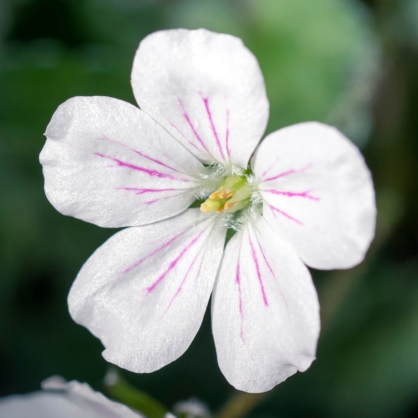 Erodium variabile Album - Bec de héron (Floraison)