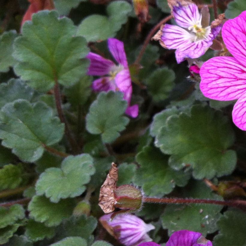 Erodium variabile Bishop's Form (Feuillage)