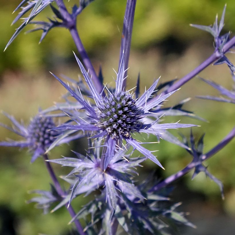 Eryngium Lapis Blue - Panicaut maritime (Floraison)