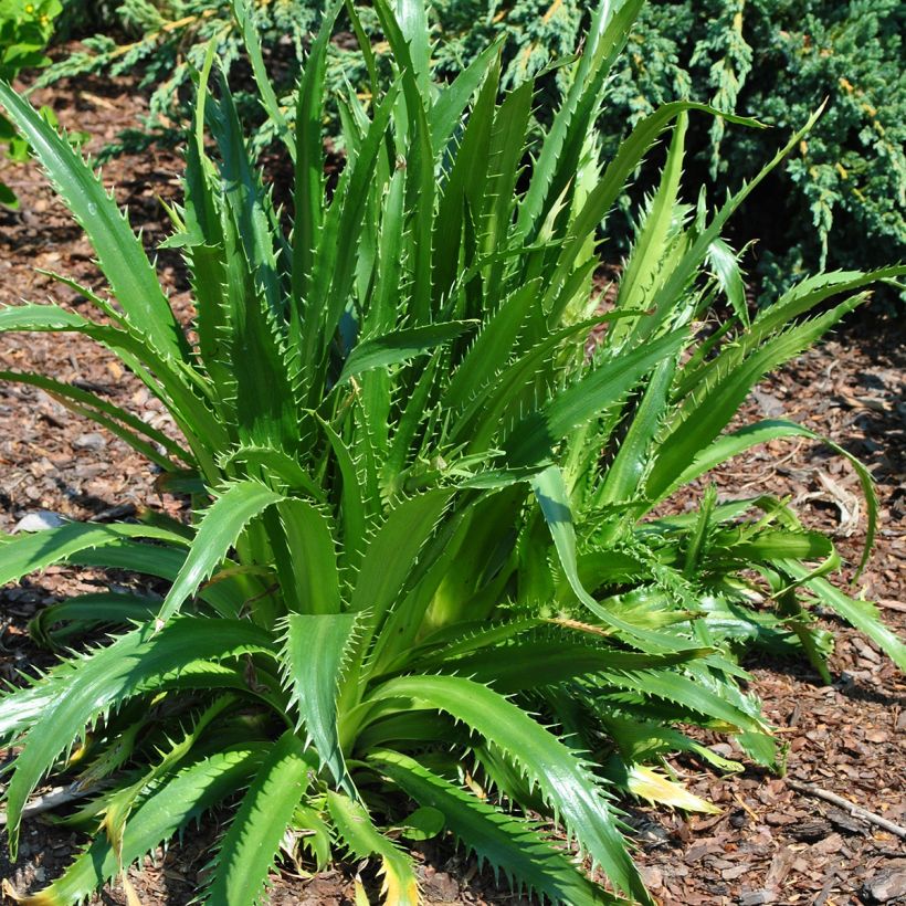 Eryngium agavifolium - Panicaut à feuilles d'Agave (Plant habit)
