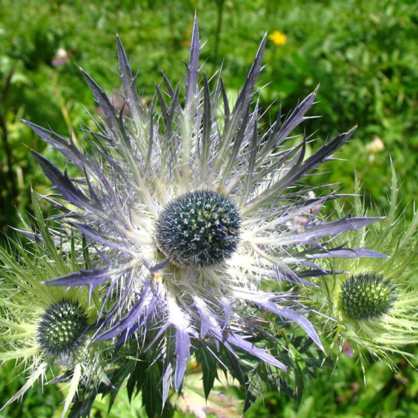 Eryngium alpinum Blue Star - Panicaut (Floraison)