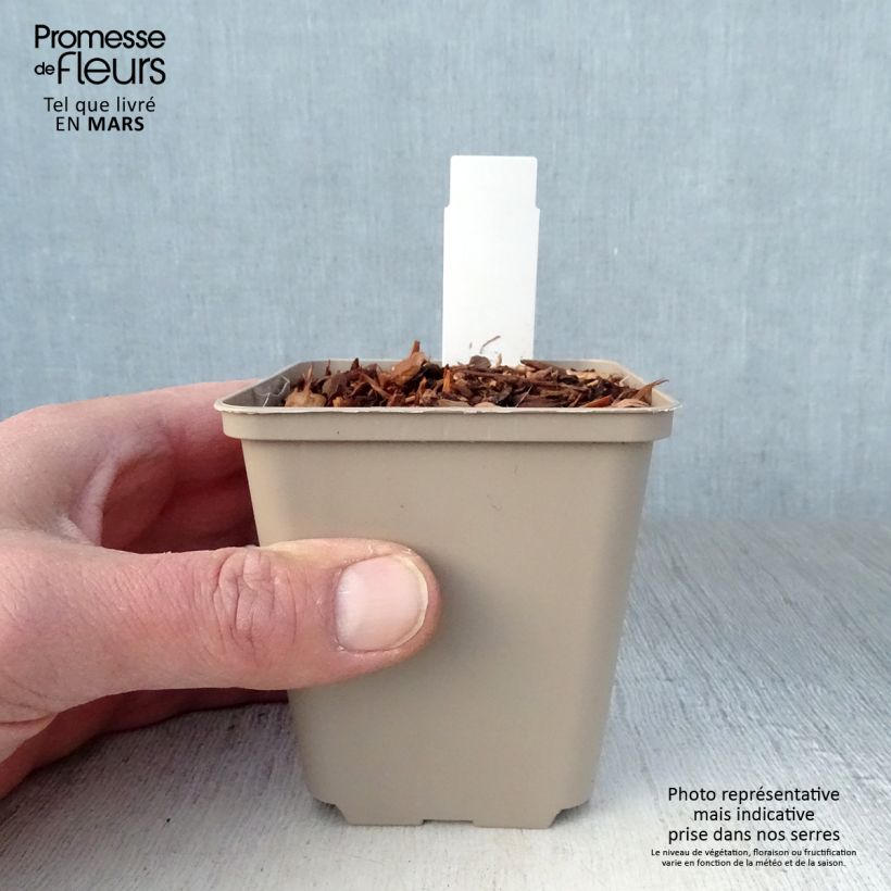 Spécimen de Eryngium alpinum Blue Star - Panicaut Godet de 8/9 cm tel que livré au printemps