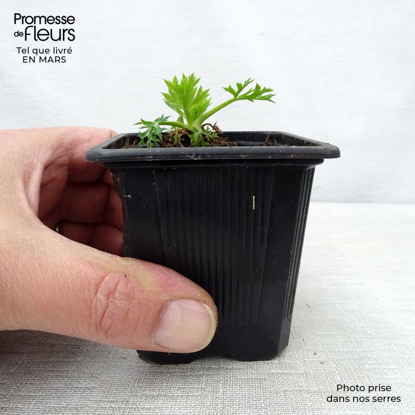 Example of Eryngium bourgatii - Panicaut Godet de 8/9 cm as you get in printemps