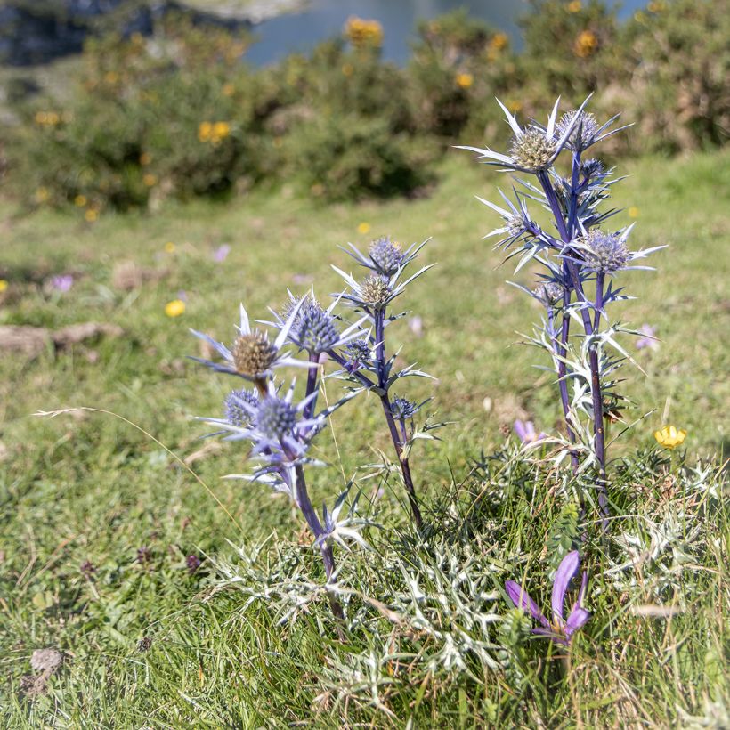 Eryngium bourgatii - Panicaut (Plant habit)