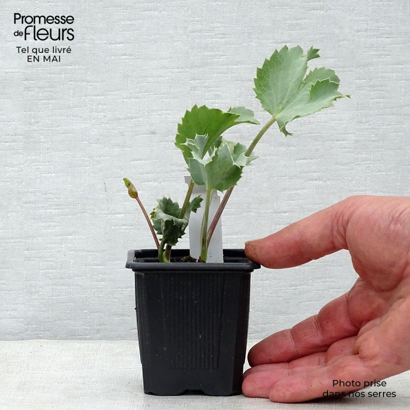 Spécimen de Eryngium maritimum - Panicaut maritime Godet de 8/9 cm tel que livré au printemps