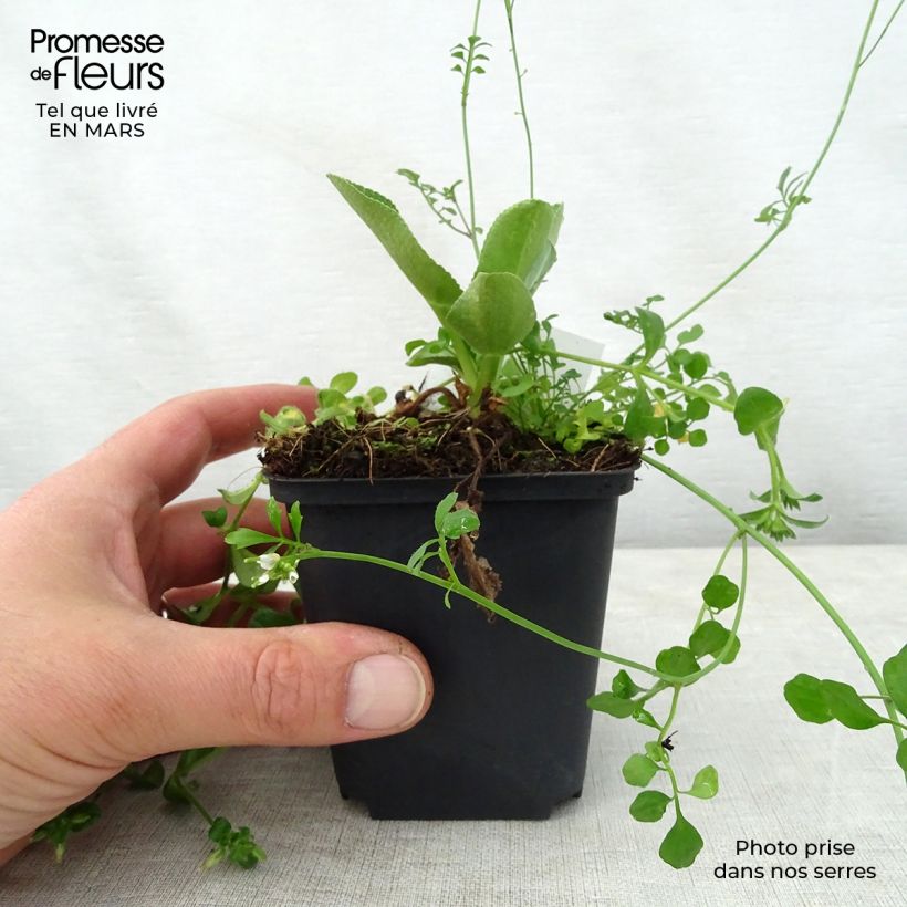 Spécimen de Eryngium planum Blauer Zwerg - Panicaut à feuilles planes Godet de 8/9 cm tel que livré au printemps