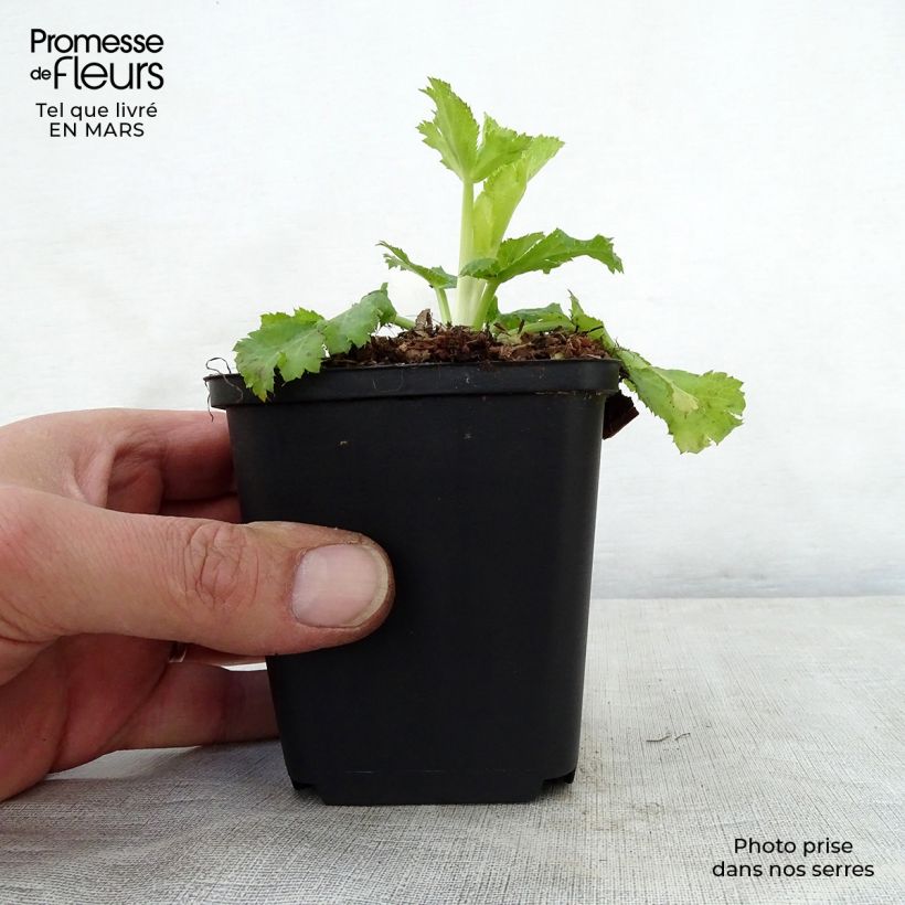 Spécimen de Eryngium planum Neptune's Gold - Panicaut Godet de 8/9 cm tel que livré au printemps