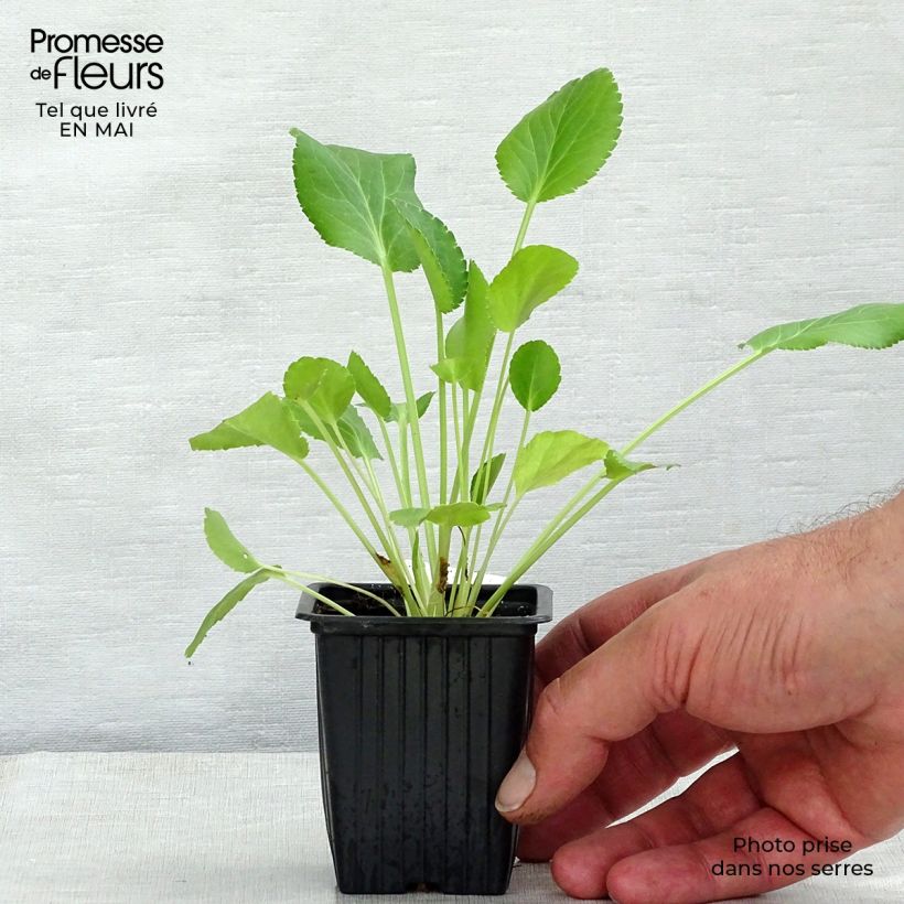 Example of Eryngium planum - Panicaut Godet de 7/8 cm as you get in printemps