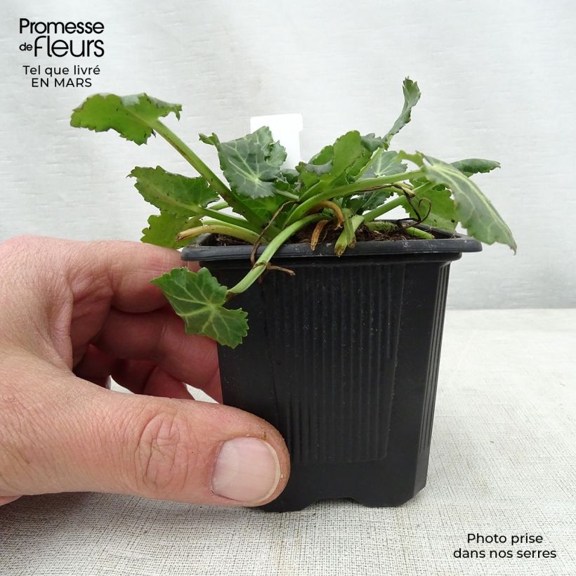 Spécimen de Eryngium variifolium - Panicaut panaché Godet de 8/9 cm tel que livré au printemps