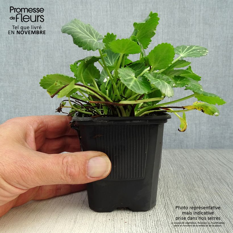 Spécimen de Eryngium variifolium - Panicaut panaché Godet de 8/9 cm tel que livré en automne
