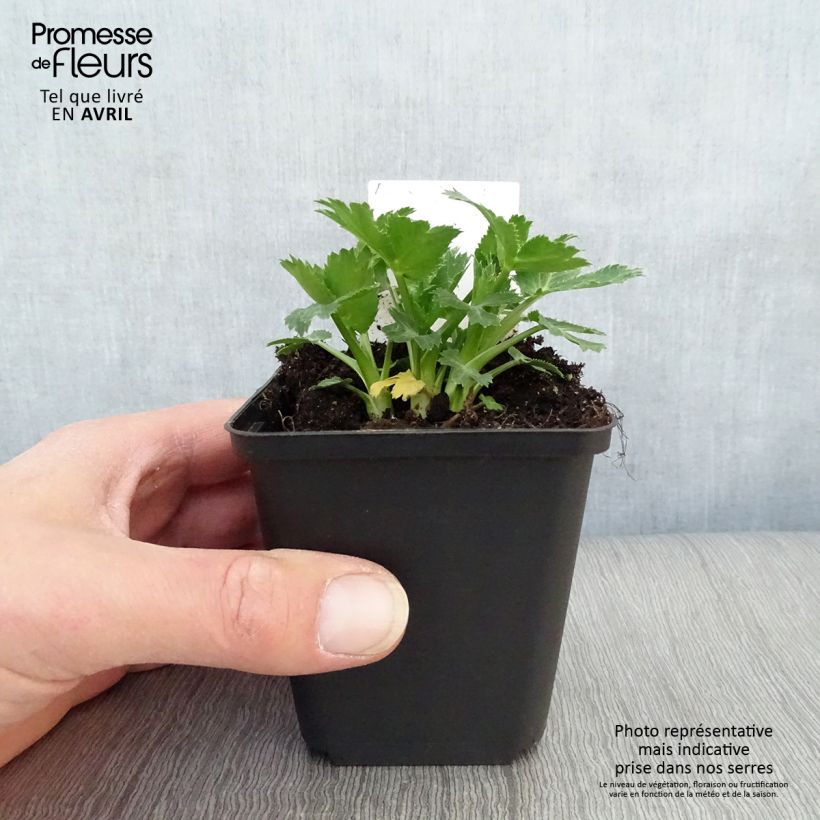 Spécimen de Eryngium zabelii Big Blue - Panicaut Godet de 8/9 cm tel que livré au printemps