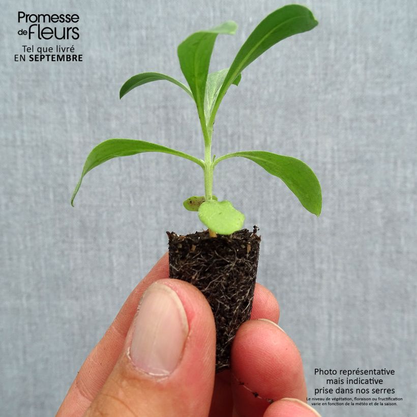 Spécimen de Erysimum Bedder Mélange Mini-motte - Cheiranthus cheiri Mini-motte Ø 1,5/2,5 cm, Plant vert de 3 à 5 cm de haut environ tel que livré en automne