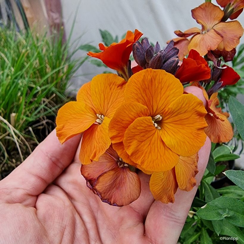 Giroflée vivace - Erysimum Colour Vibe Orange (Floraison)