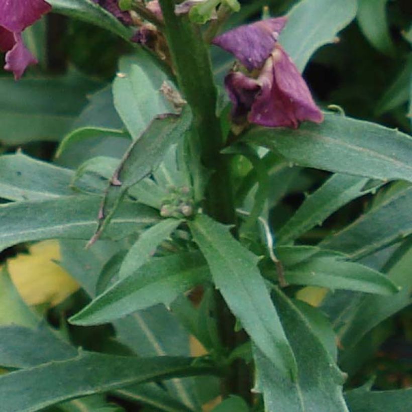 Giroflée - Erysimum Constant Cheer (Foliage)