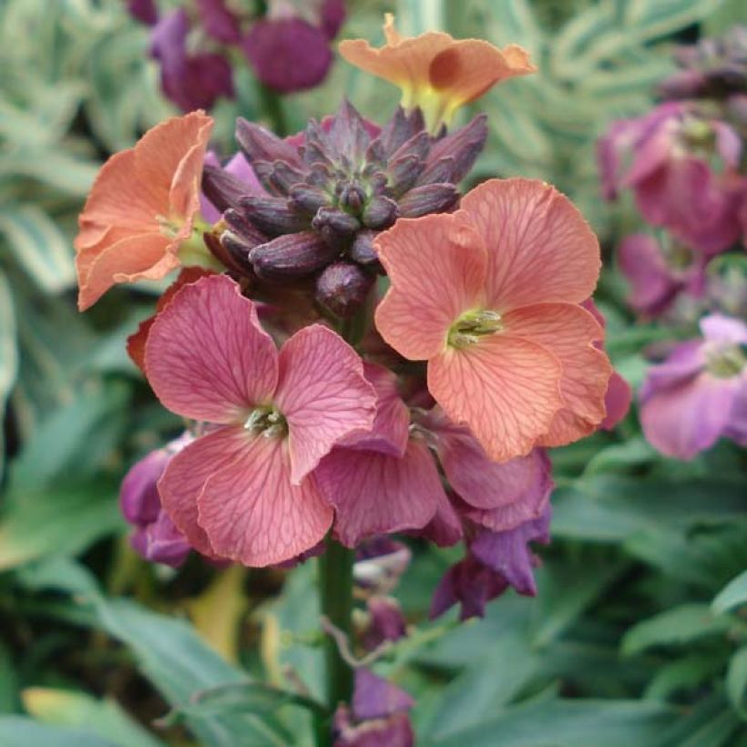 Giroflée - Erysimum Constant Cheer (Flowering)