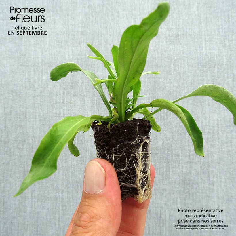 Spécimen de Erysimum Winter Spice - Fausse-giroflée Mini-motte Ø 3/4 cm tel que livré en automne