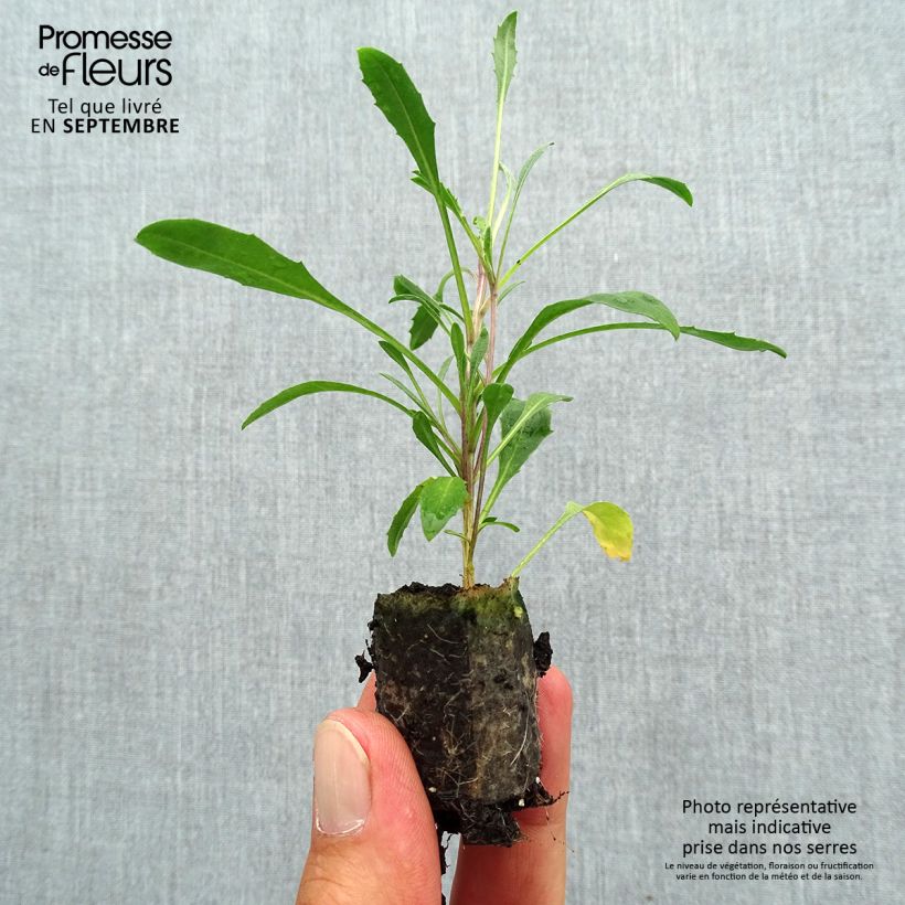 Spécimen de Erysimum Zwerg Jaune - Fausse giroflée naine Mini-motte Ø 3/4 cm tel que livré en automne