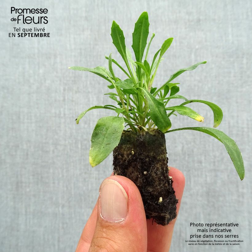 Spécimen de Erysimum Zwerg Mango - Fausse giroflée naine Mini-motte Ø 3/4 cm tel que livré en automne