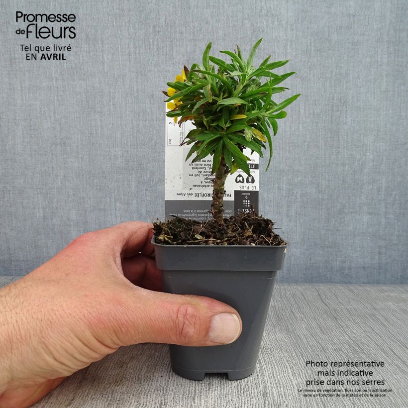 Spécimen de Erysimum alpinum - Fausse giroflée des Alpes Godet de 8/9 cm tel que livré au printemps