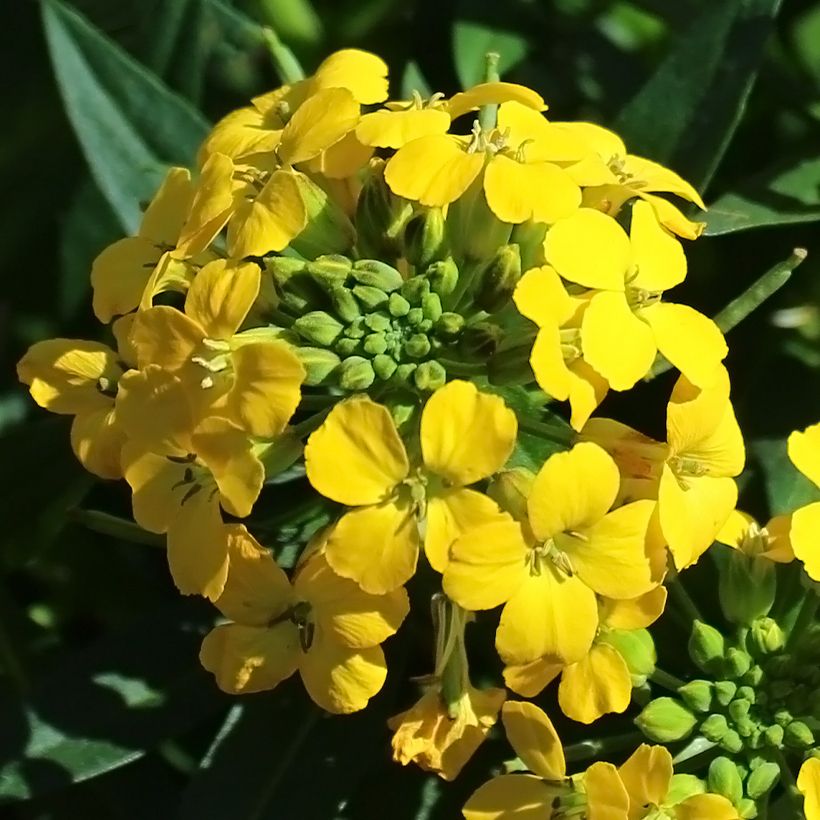 Erysimum alpinum - Fausse giroflée des Alpes (Floraison)