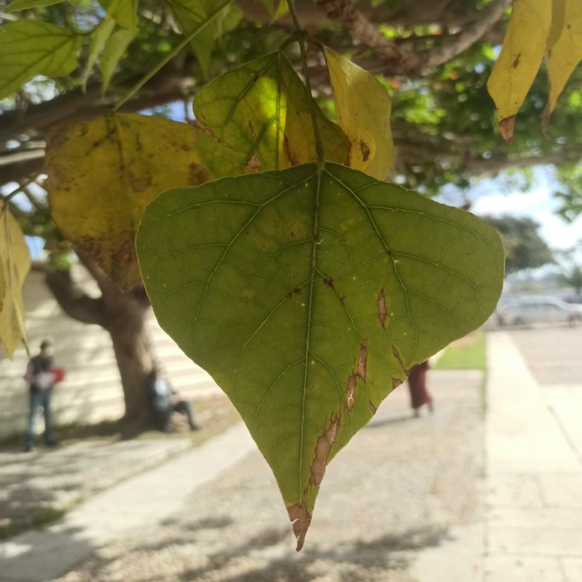 Erythrina caffra - Arbre corail (Feuillage)