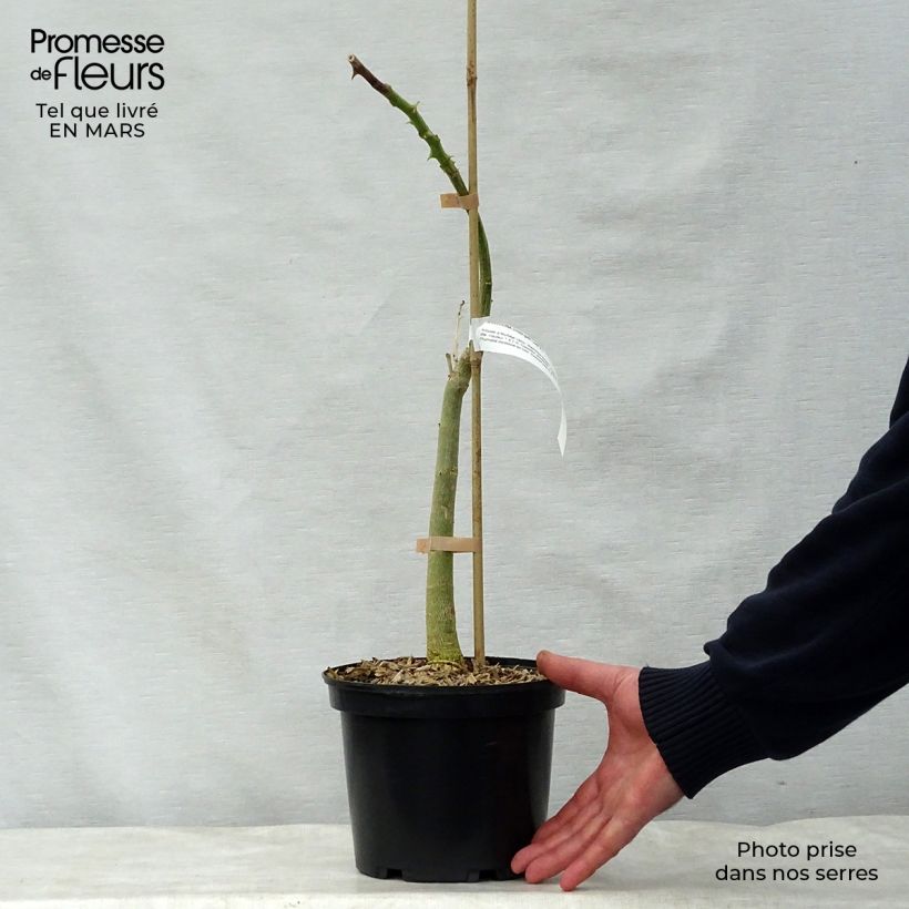 Spécimen de Erythrina crista-galli - Erythrine Crête-de-coq. Pot de 2L/3L tel que livré au printemps