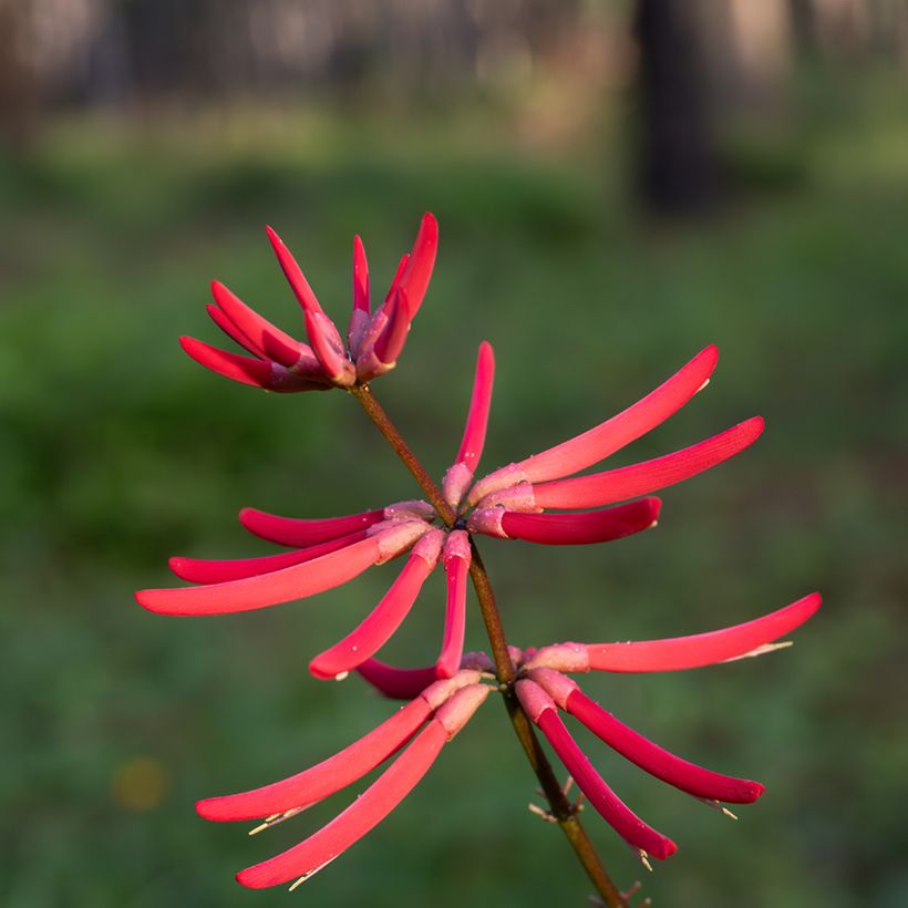 Erythrina Amélie Jeckert (Floraison)