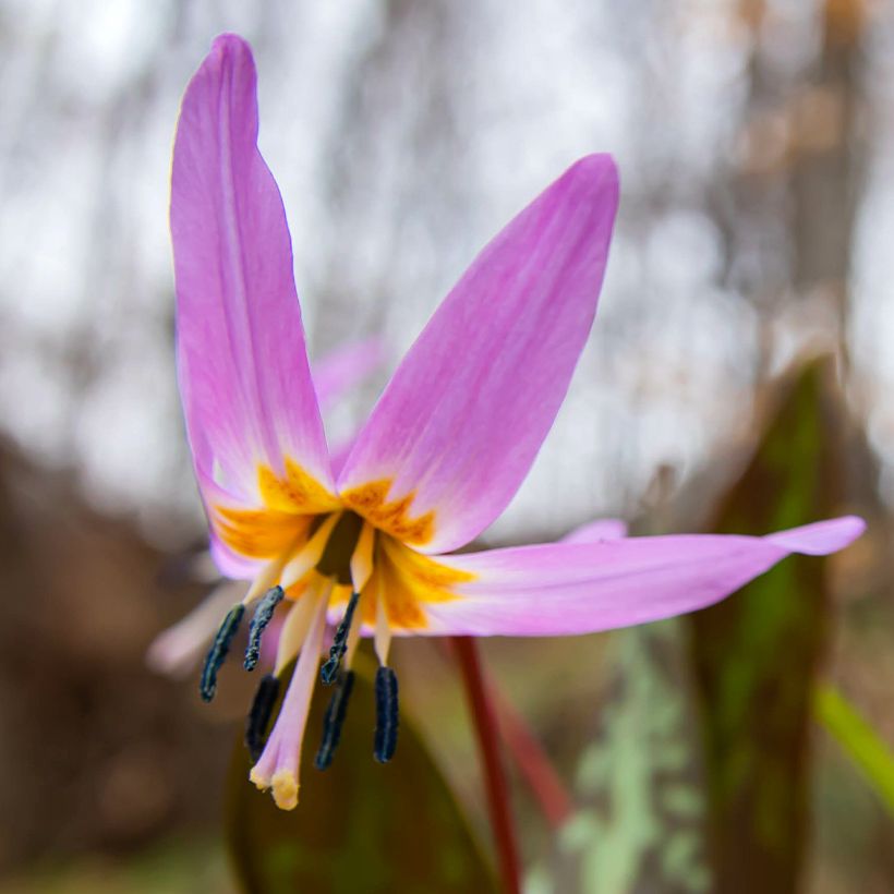 Erythronium dens canis Purple King (Floraison)