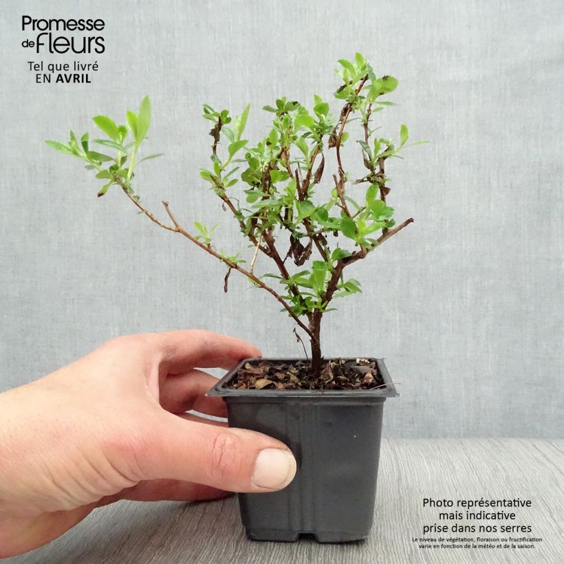 Example of Escallonia Donard Seedling  Godet de 8/9 cm as you get in printemps