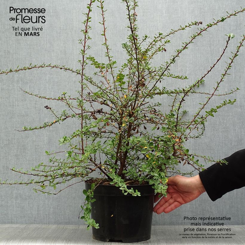 Example of Escallonia Donard Seedling  Pot de 7,5L/10L as you get in printemps