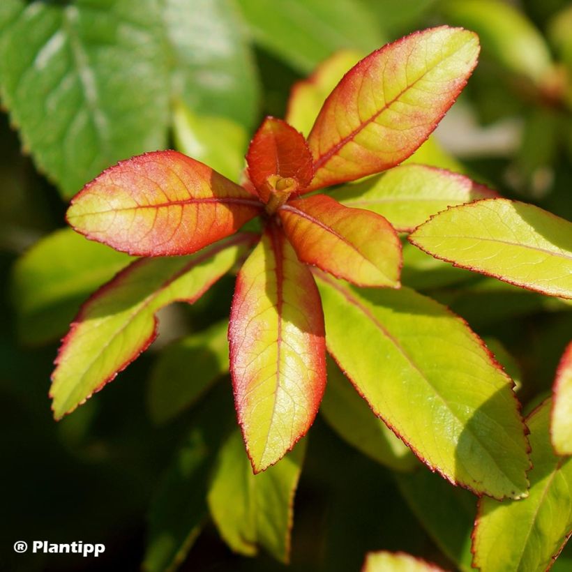 Escallonia hybride Glowing Embers (Foliage)