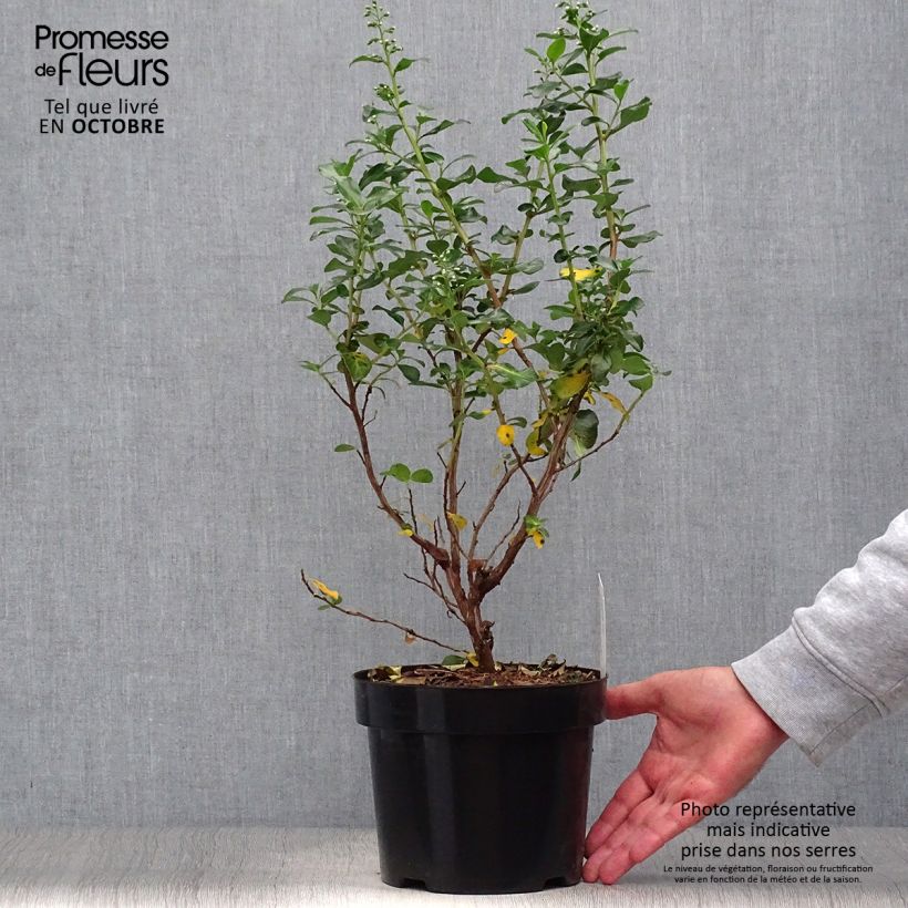 Spécimen de Escallonia Iveyi Pot de 2L/3L tel que livré en automne