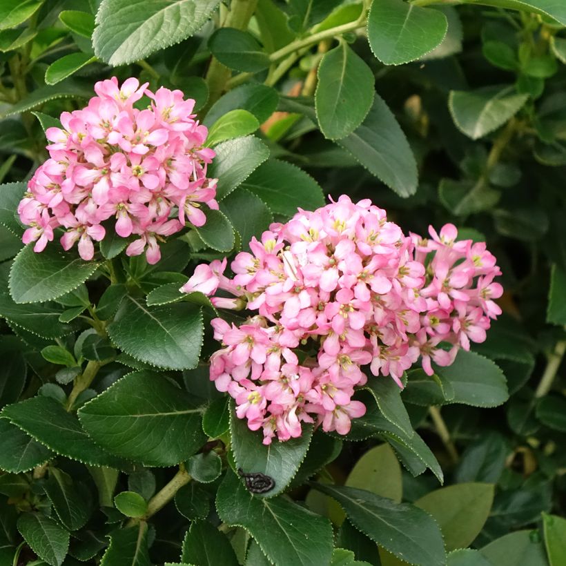 Escallonia Pink Elle (Floraison)