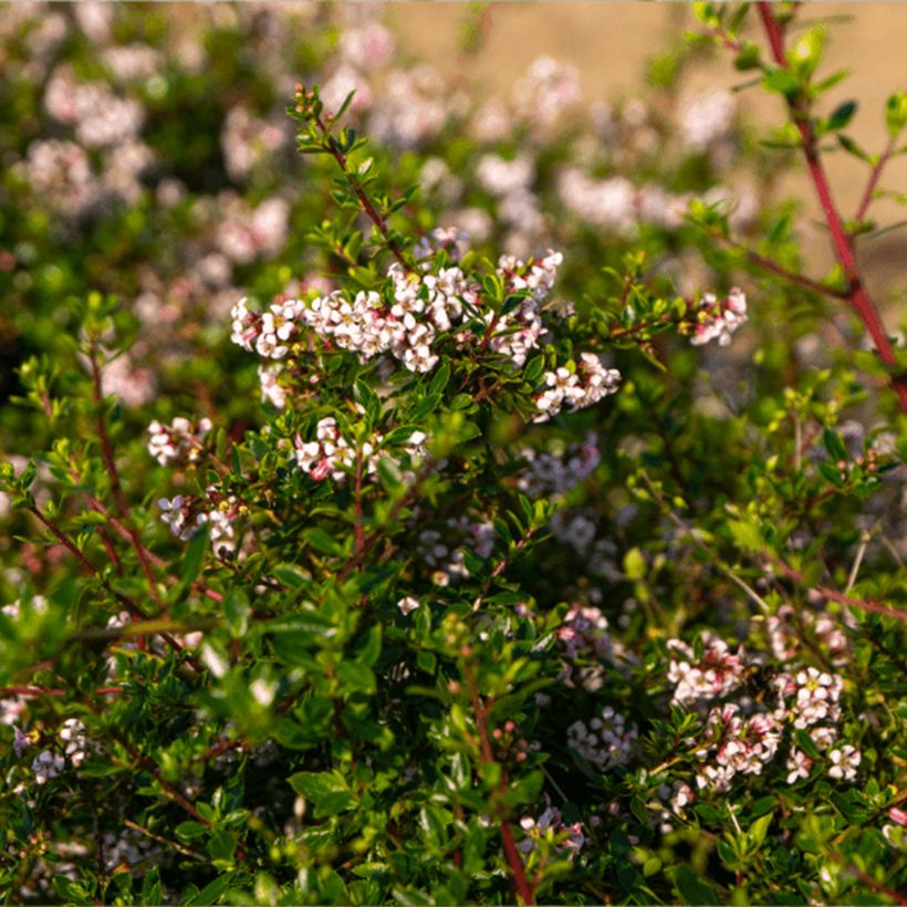 Escallonia Pinky Carpet (Feuillage)